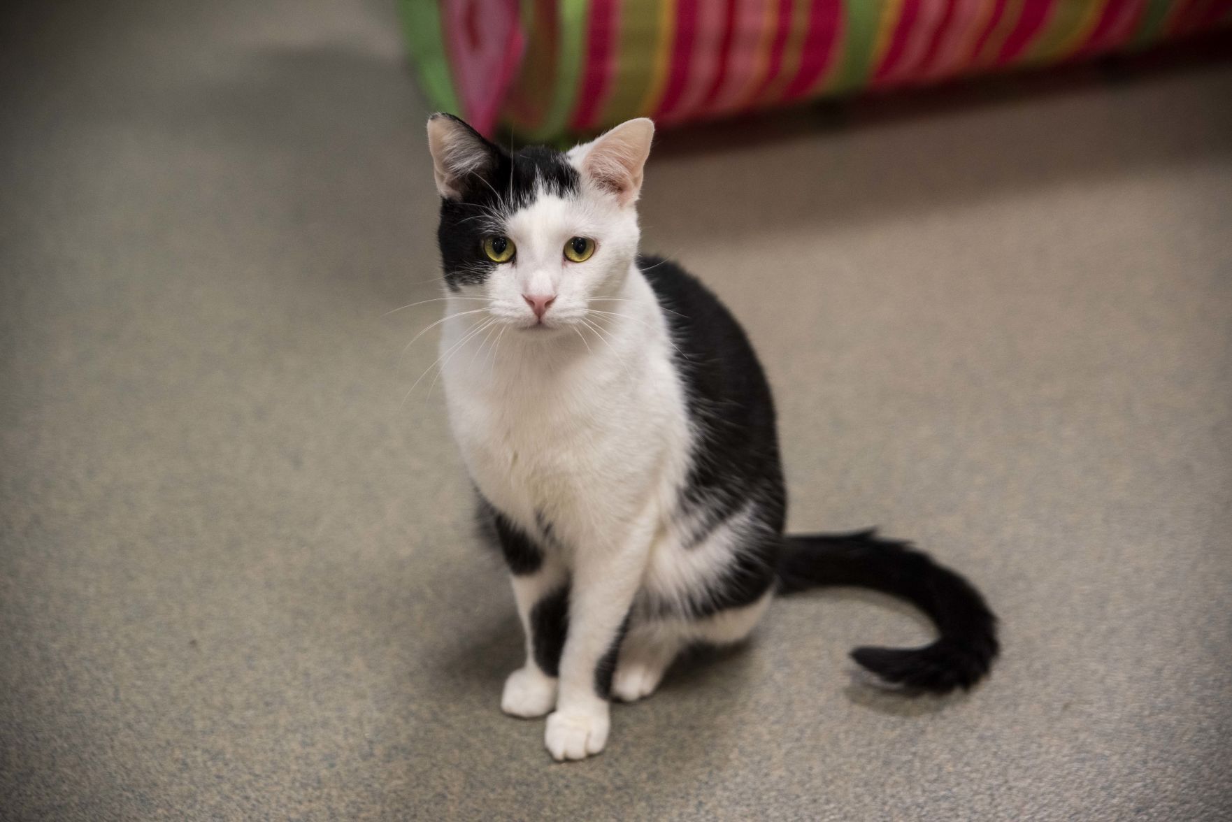 Lynchburg Humane Society